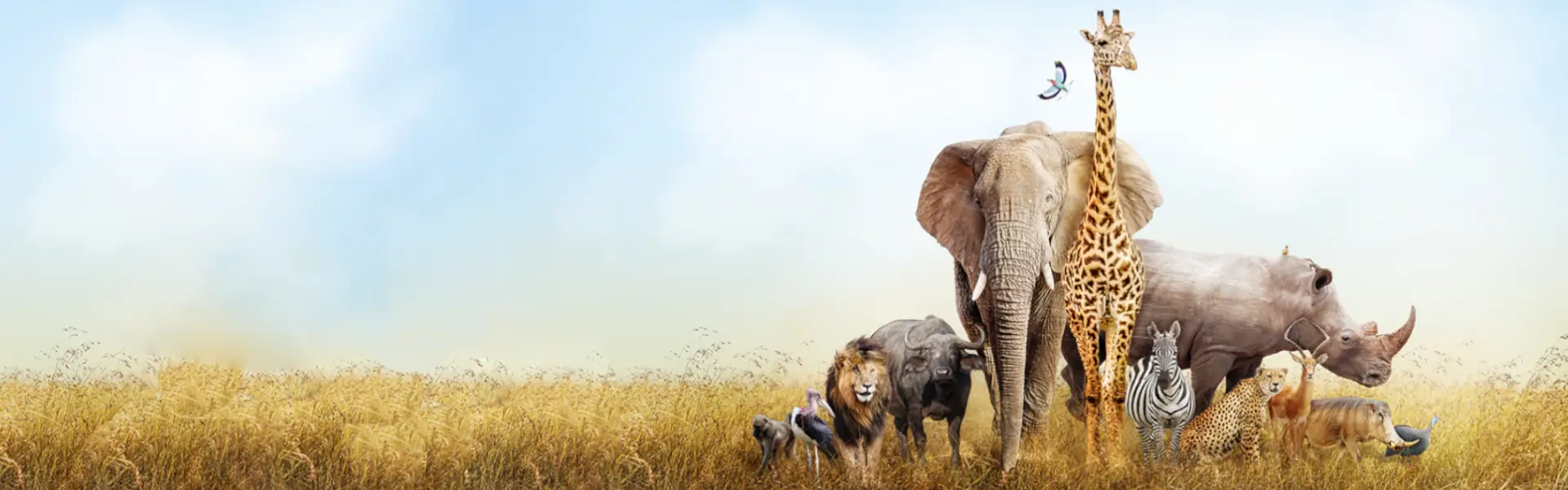 Web Marketing Brescia