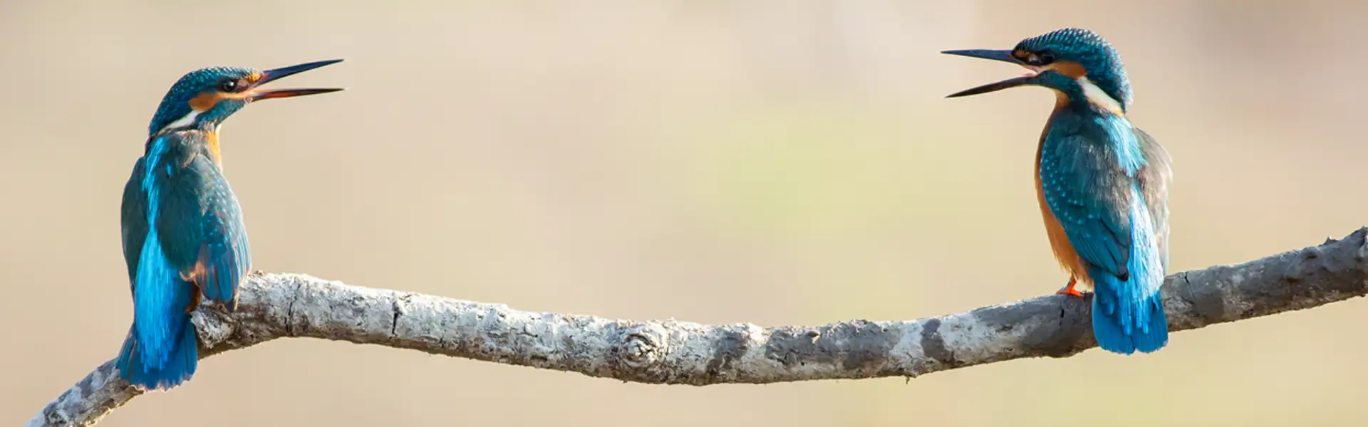 Comunica in modo efficace il tuo business