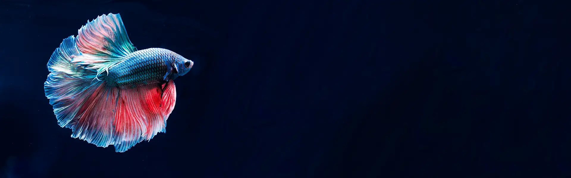 Gestione azienda online