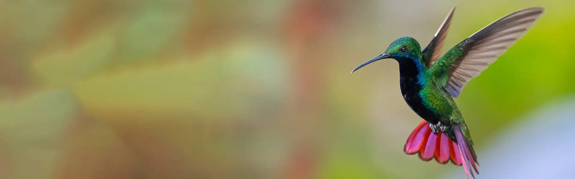 Spiega le ali verso il tuo successo