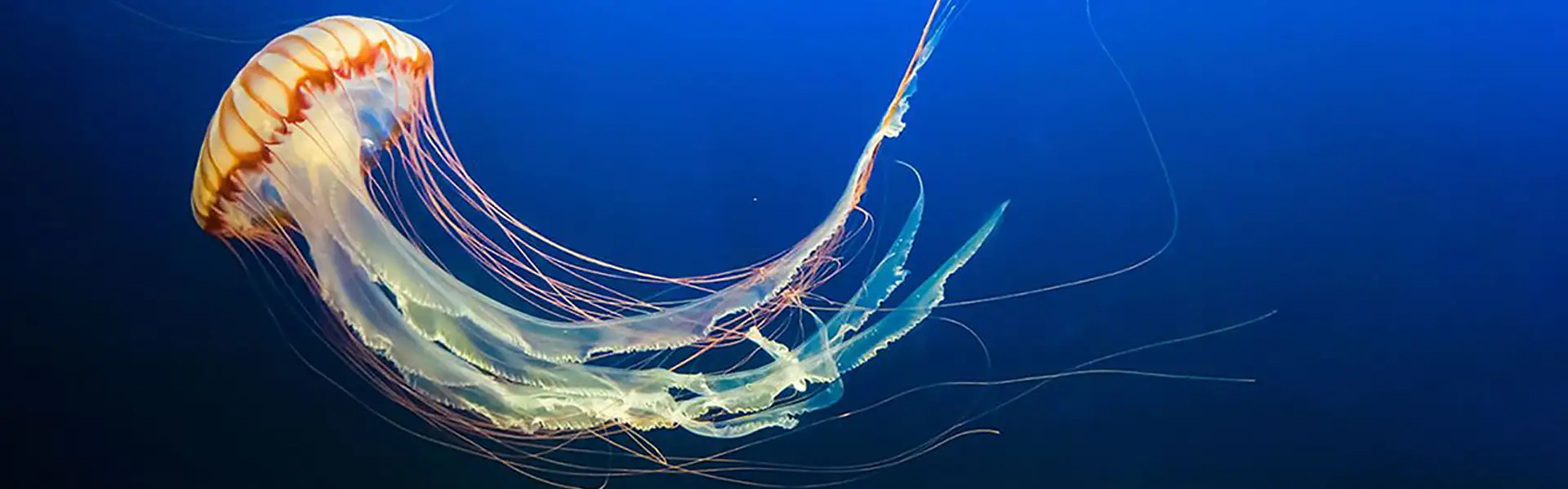 Trova il tuo successo nel mare di internet