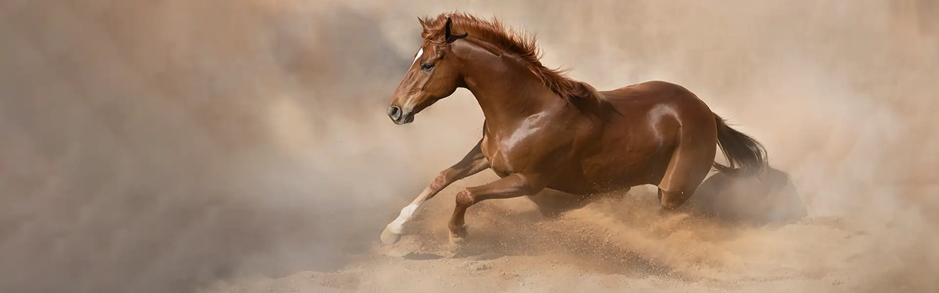 Sfrutta tutto il tuo potenziale