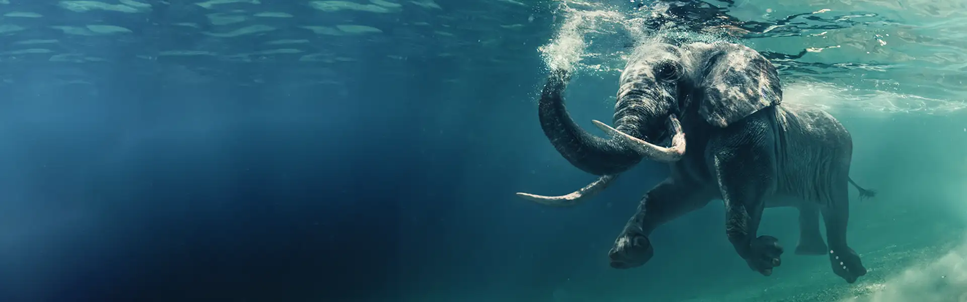 Tuffati in un mare di nuove opportunità